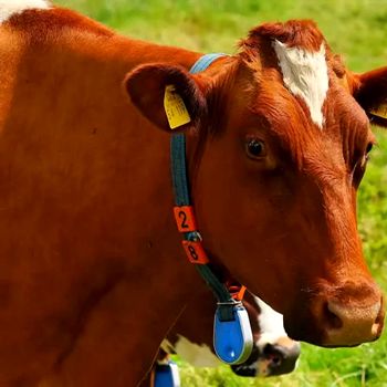 Dairy Farmers