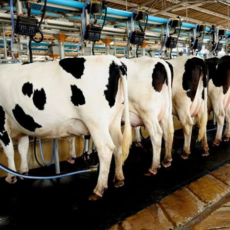Kivutha Herdsman