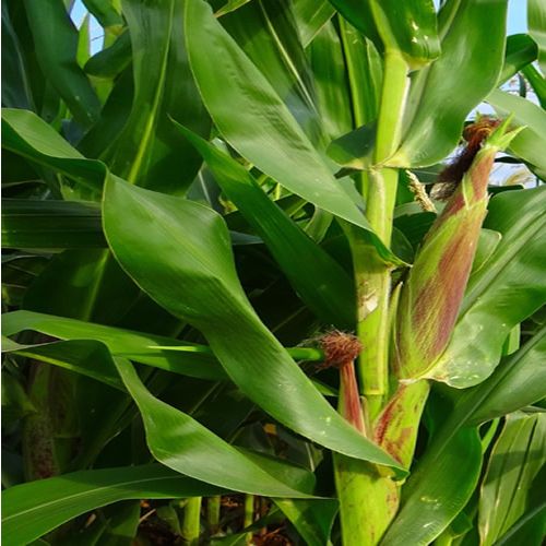 James Farm Kamulu