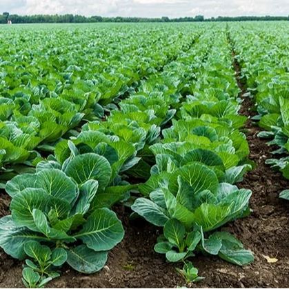 Jamundo Farm Ltd